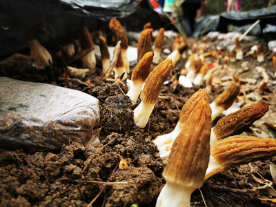 深山新產(chǎn)業(yè) 石阡鴛鴦湖村羊肚菌試種豐收，科技助農(nóng)開(kāi)辟多元致富路