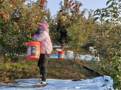赤峰寧城蘋果“甜蜜”上市 電子產品銷售借力金秋消費季