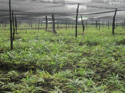 桂林林業苗木基地云南辦事處 跨界布局下的電子產品銷售新探索