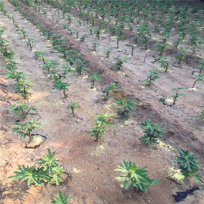 2018年一米高無花果樹苗市場價格與選購指南